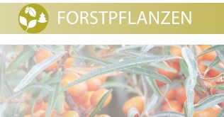 Forstpflanzen_Teaserbild.jpg
